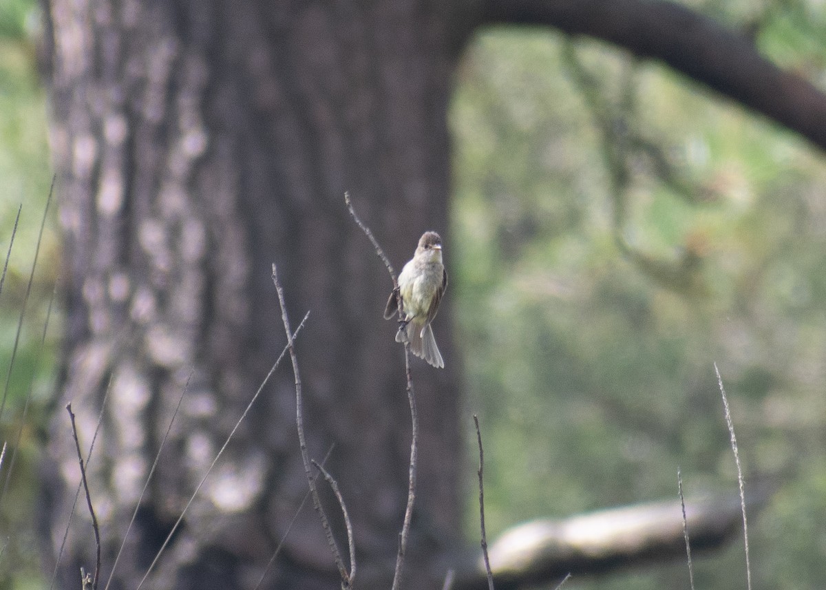 White-throated Flycatcher - ML621566530