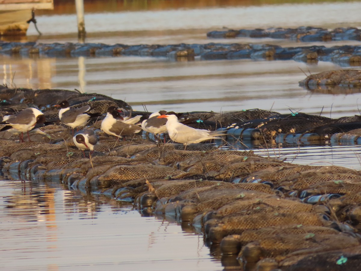 Caspian Tern - ML621566582