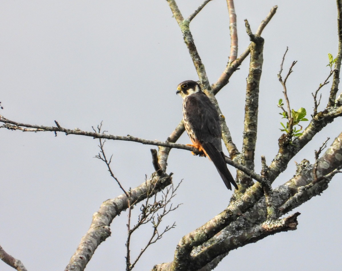 Eurasian Hobby - ML621566598