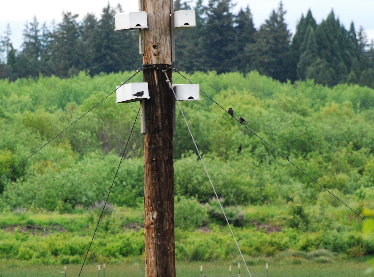 Purple Martin - ML621566677