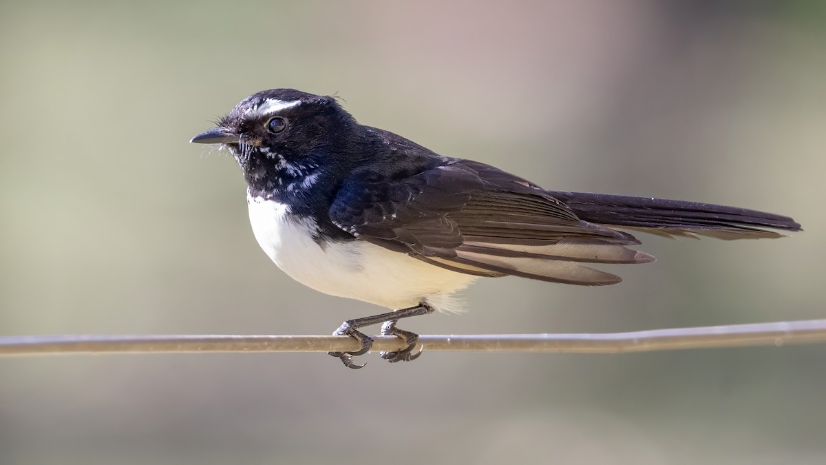 Willie-wagtail - Alan Melville