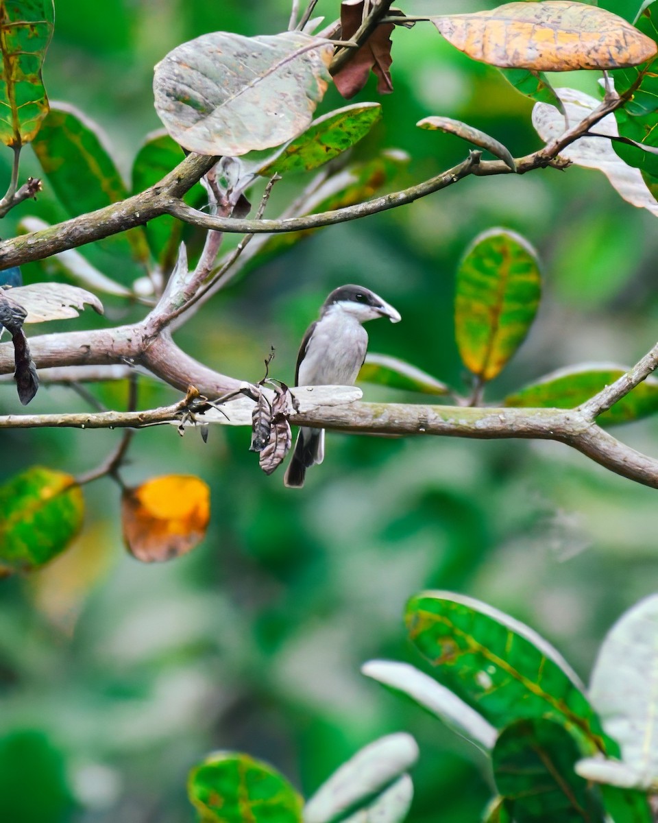 Black-winged Flycatcher-shrike - ML621566790