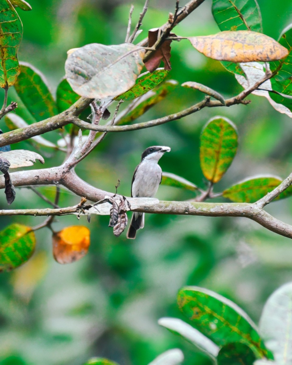 Black-winged Flycatcher-shrike - ML621566791