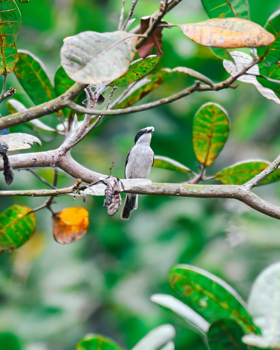 Black-winged Flycatcher-shrike - ML621566792