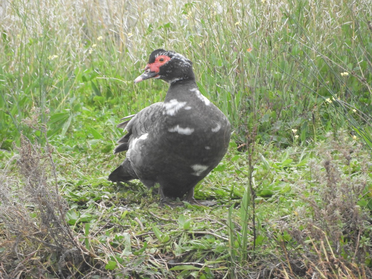 Muscovy Duck (Domestic type) - ML621566825