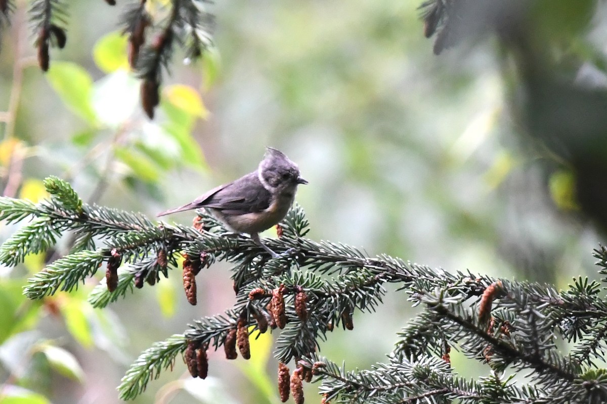 Gray-crested Tit - ML621566855