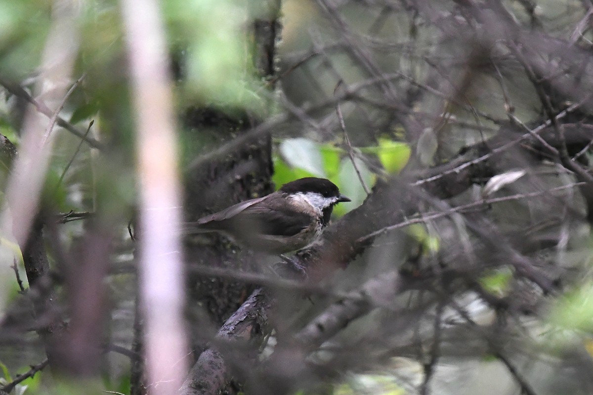 Sichuan Tit - ML621566857