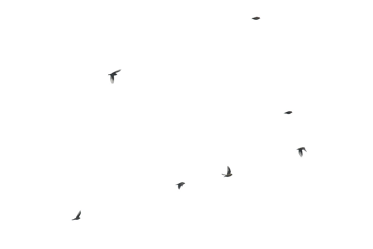 Bec-croisé des sapins (himalayensis) - ML621566859