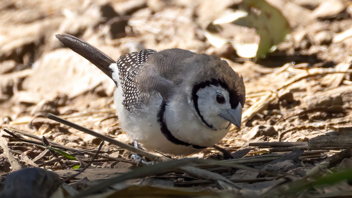 Double-barred Finch - Alan Melville