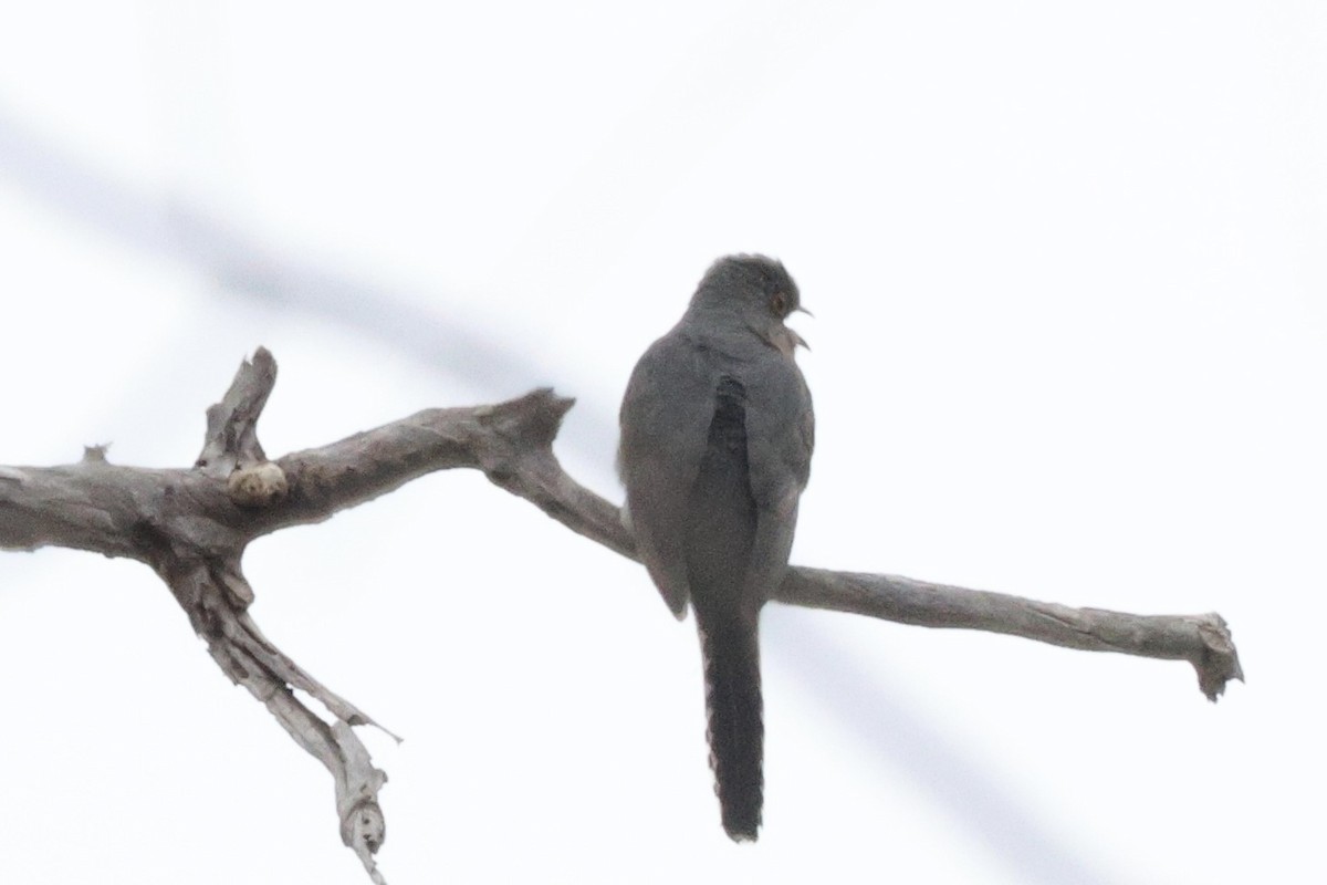 Fan-tailed Cuckoo - ML621566884