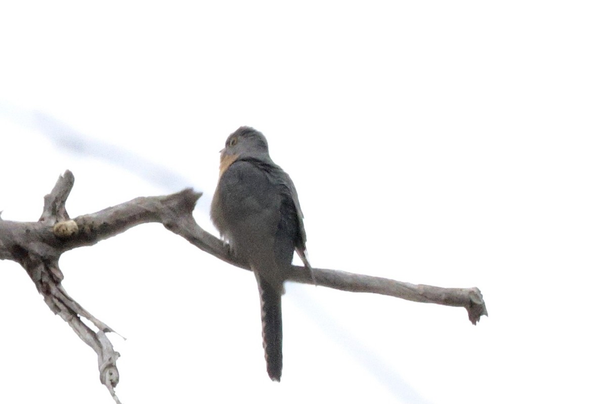 Fan-tailed Cuckoo - ML621566886
