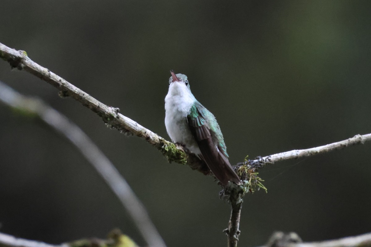 Green-and-white Hummingbird - ML621566890