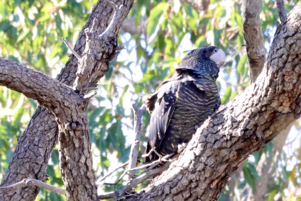 Red-tailed Black-Cockatoo - ML621566901