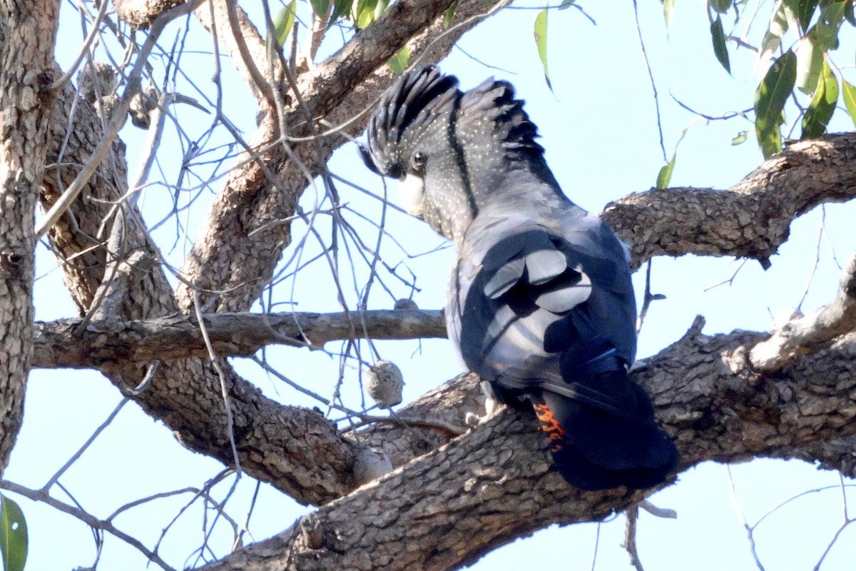 Red-tailed Black-Cockatoo - ML621566902