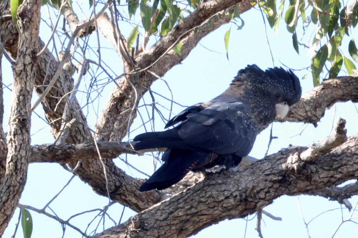 Red-tailed Black-Cockatoo - ML621566903