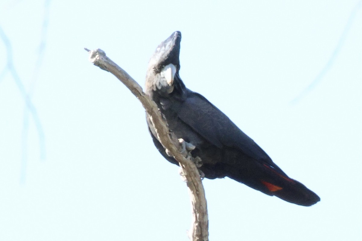 Red-tailed Black-Cockatoo - ML621566905