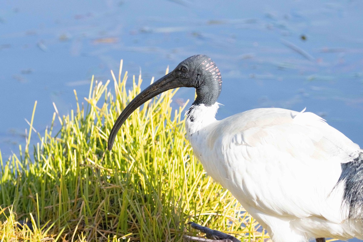 Australian Ibis - ML621566906