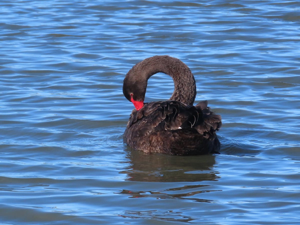 Black Swan - ML621566979