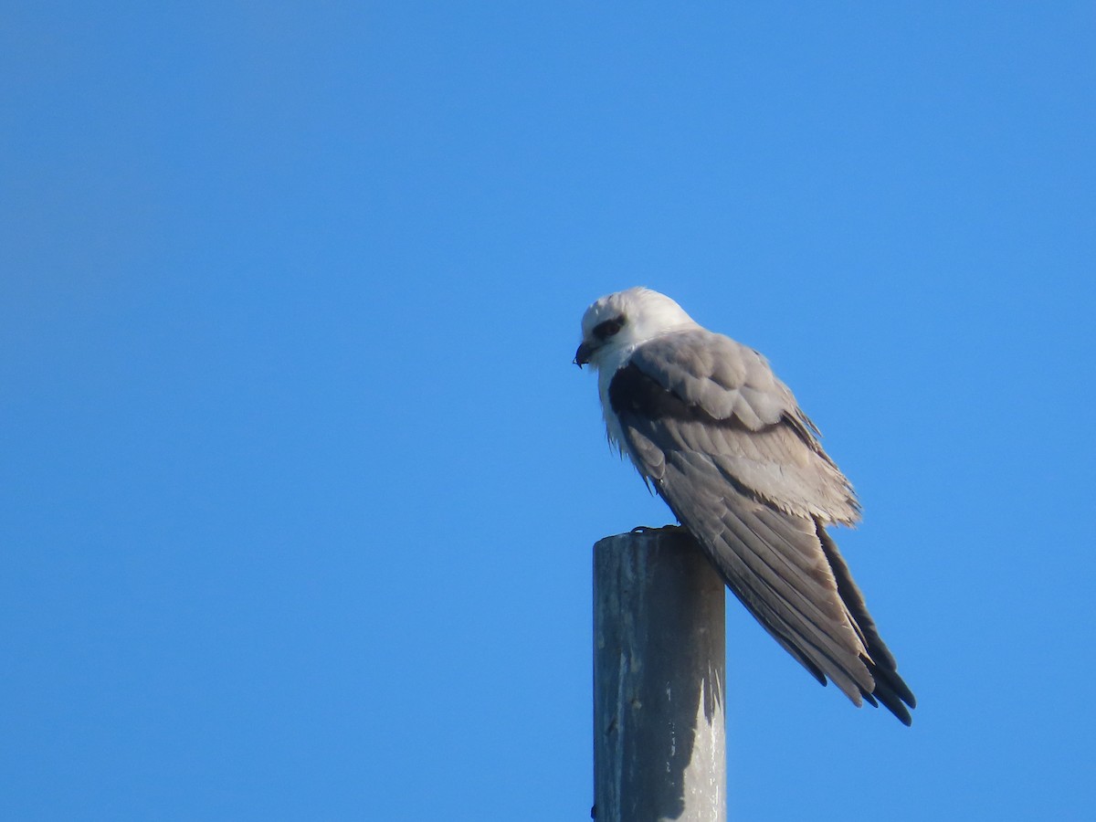 Black-shouldered Kite - ML621566985