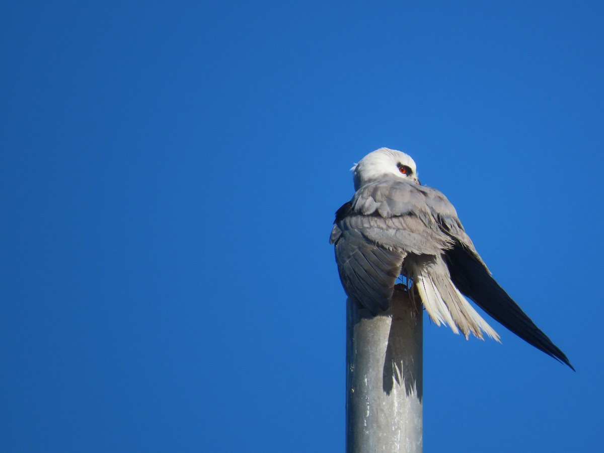 Black-shouldered Kite - ML621566988