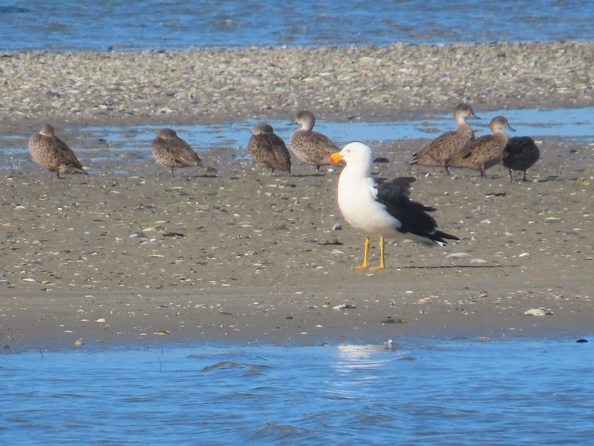 Pacific Gull - ML621566991