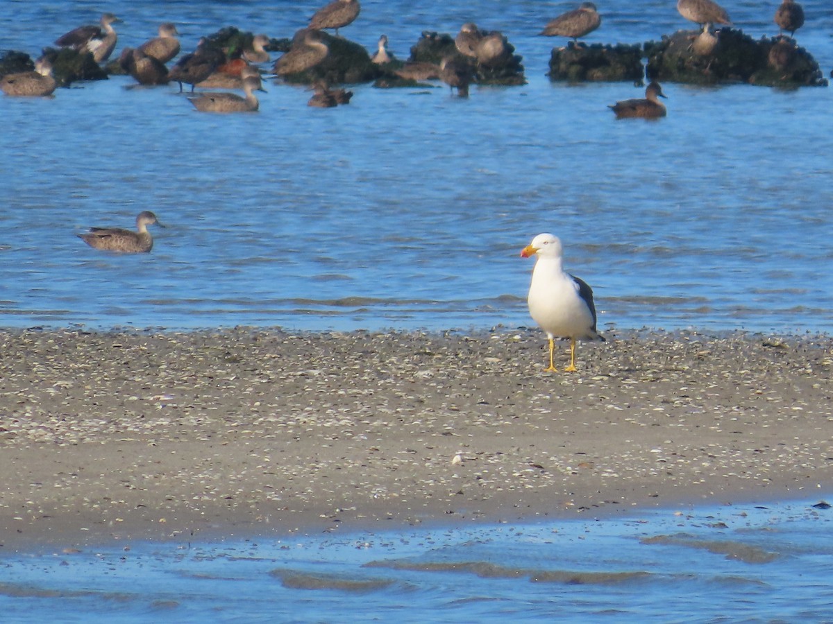 Pacific Gull - ML621566992