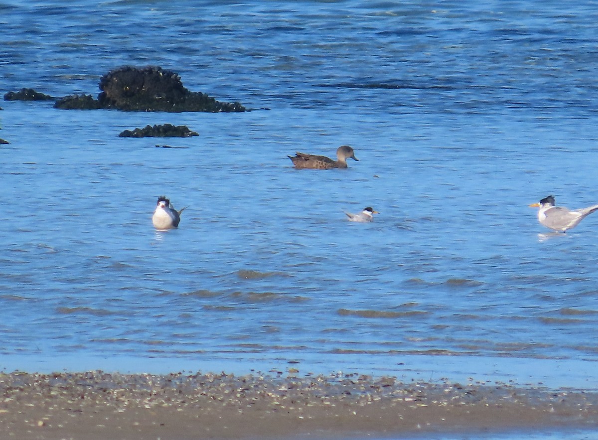 Australian Fairy Tern - ML621566997