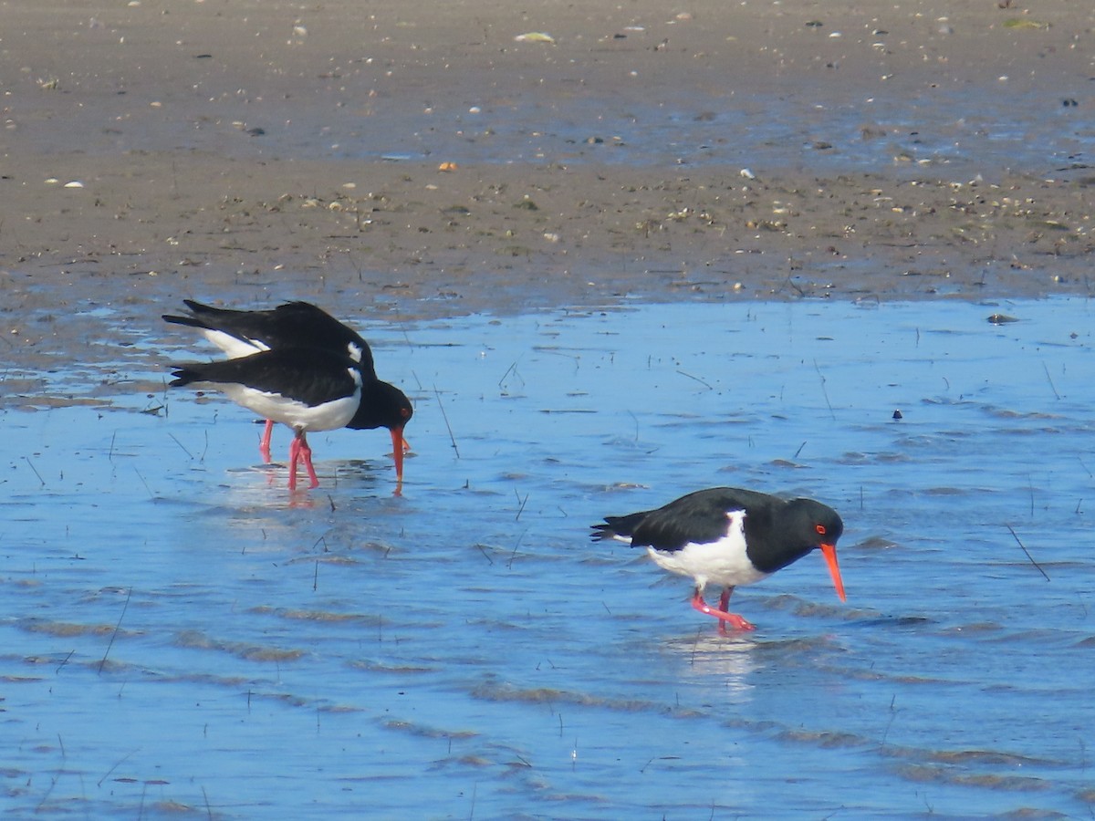 Pied Oystercatcher - ML621567002