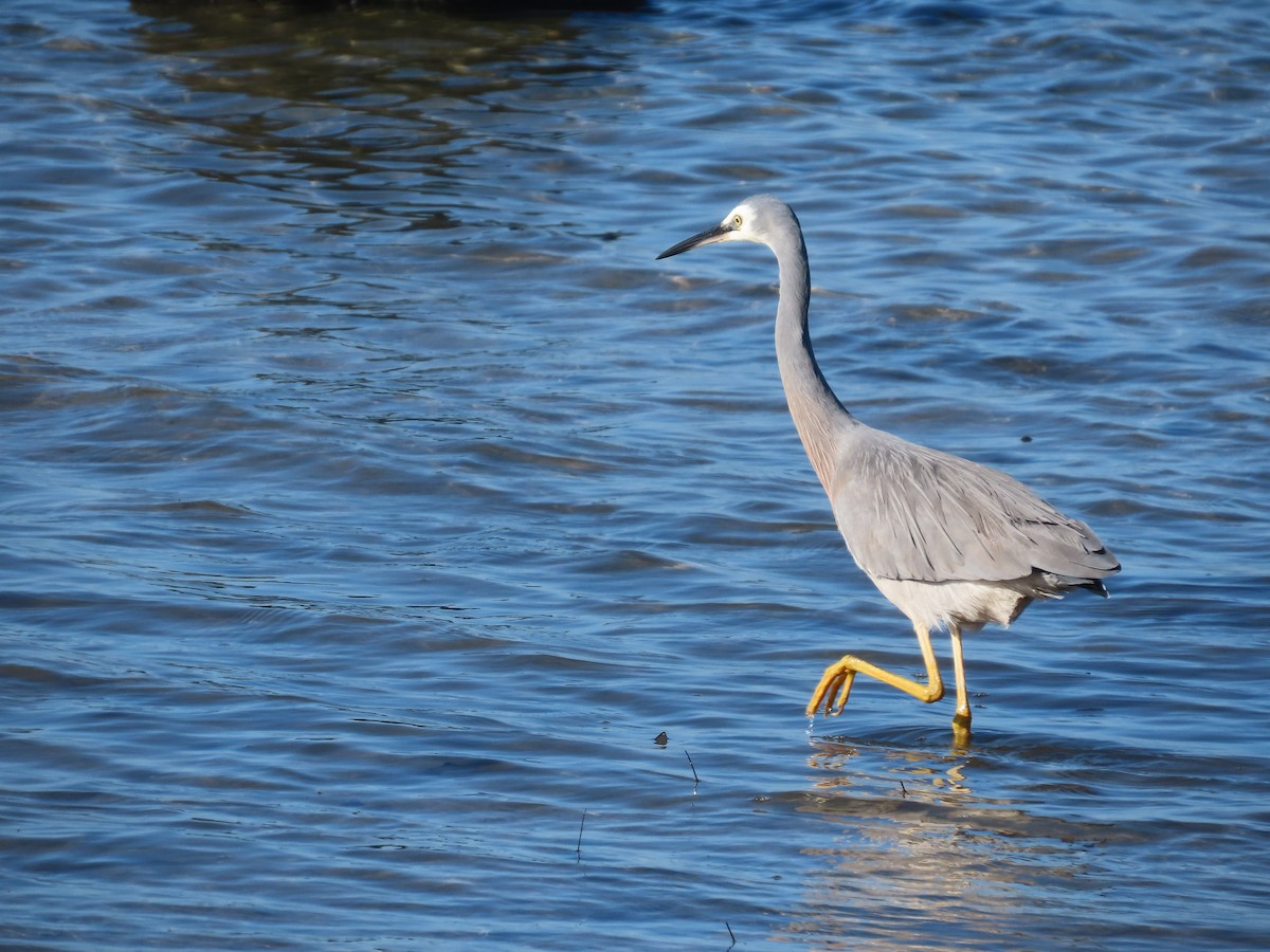 White-faced Heron - ML621567025