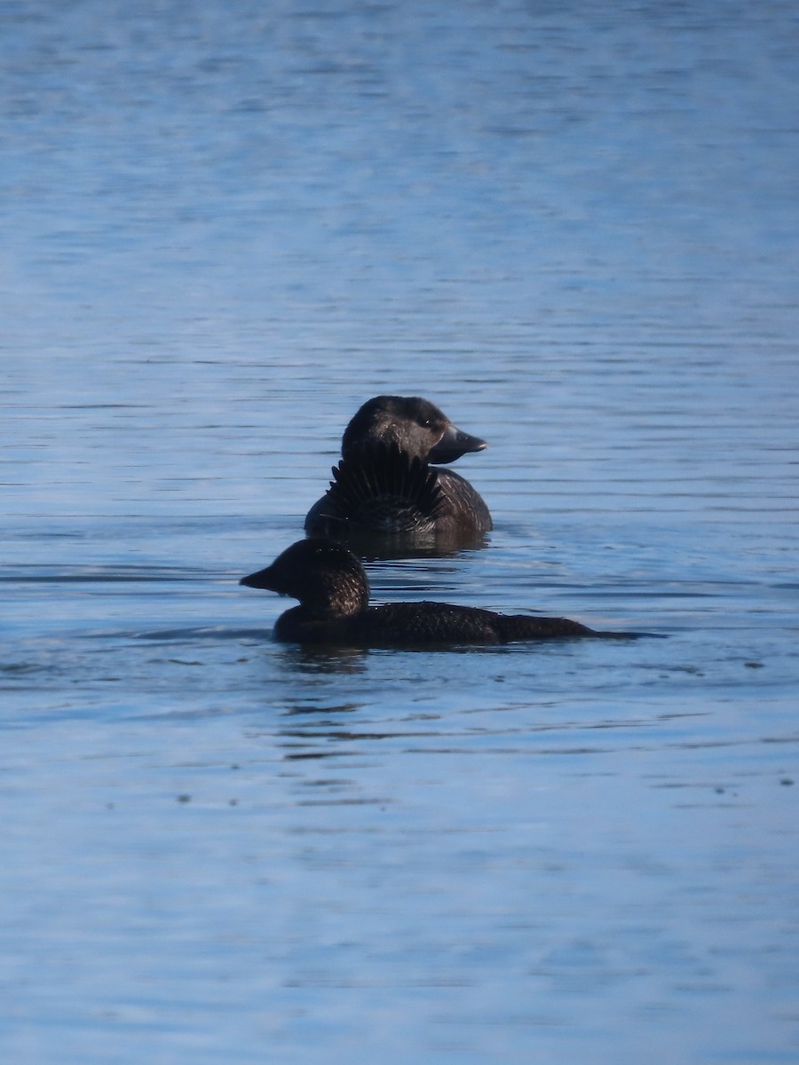 Musk Duck - ML621567027