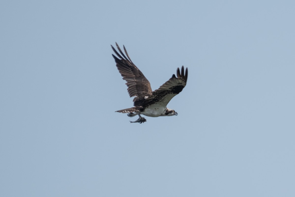 Osprey - Oscar Vazquez