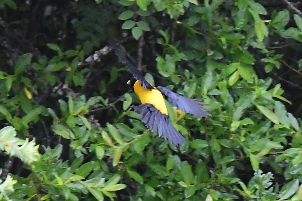 Collared Grosbeak - Joye Zhou