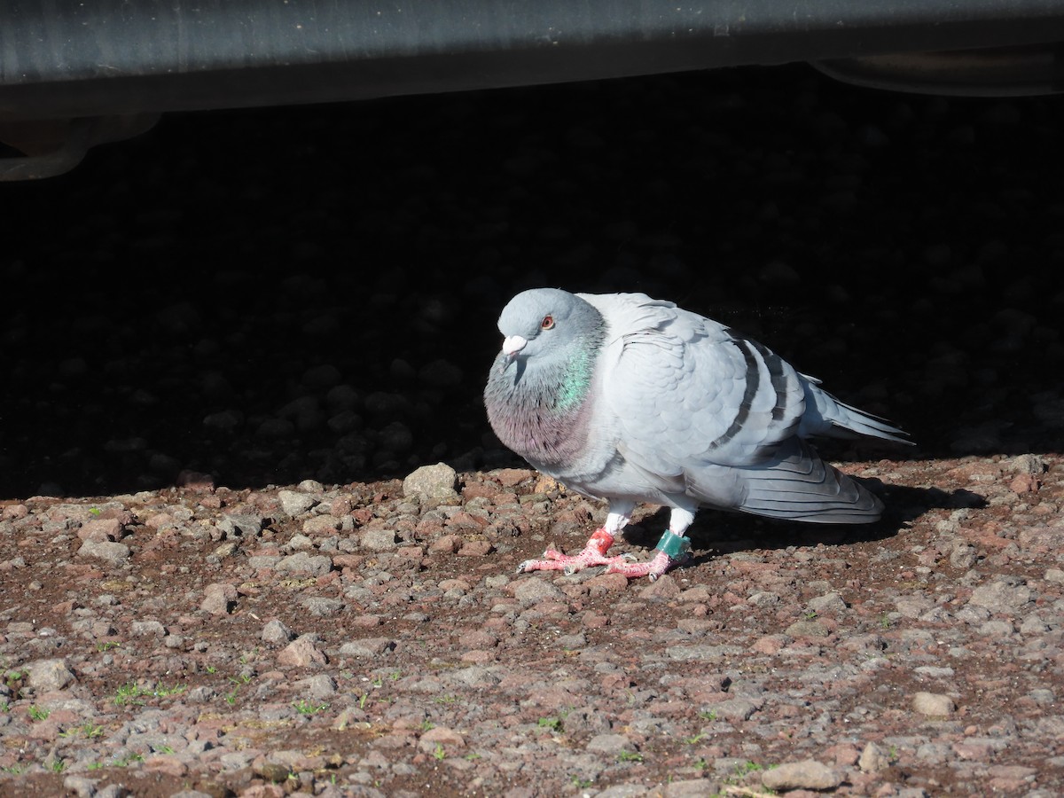 Rock Pigeon (Feral Pigeon) - ML621567084