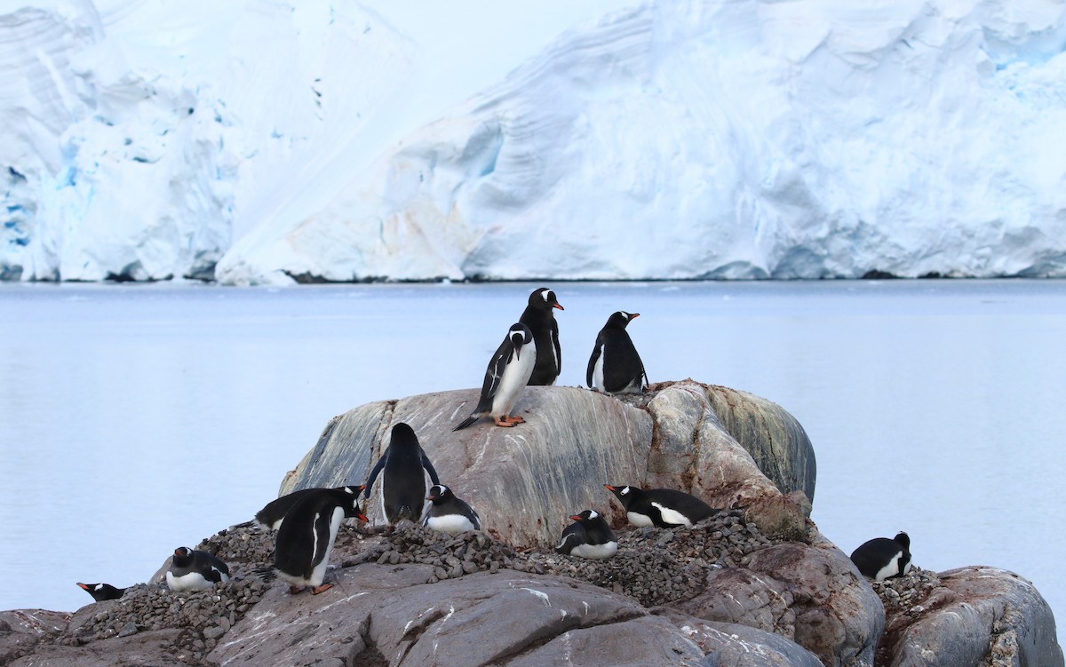 Gentoo Penguin - Frank Weihe