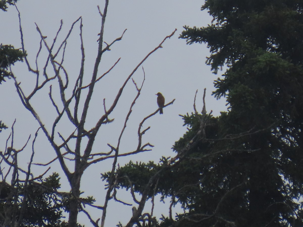 American Robin - ML621567108