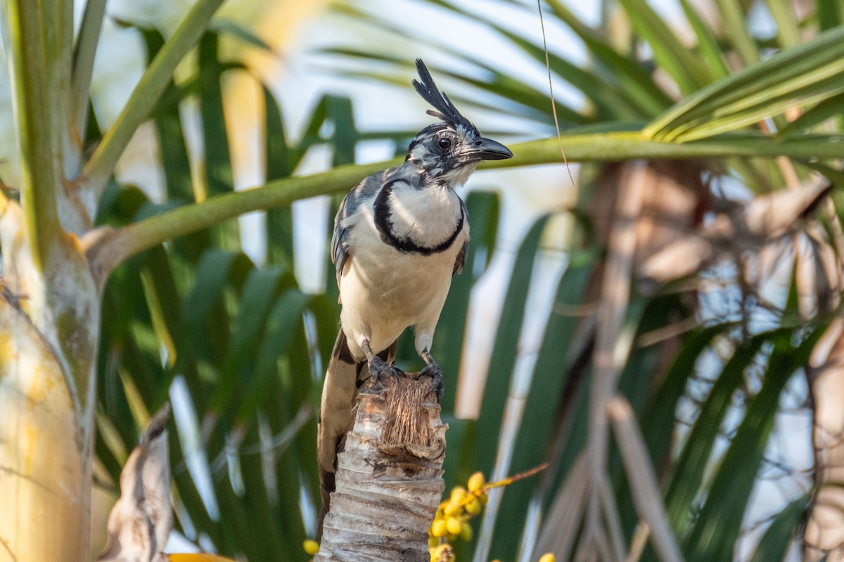 White-throated Magpie-Jay - ML621567148
