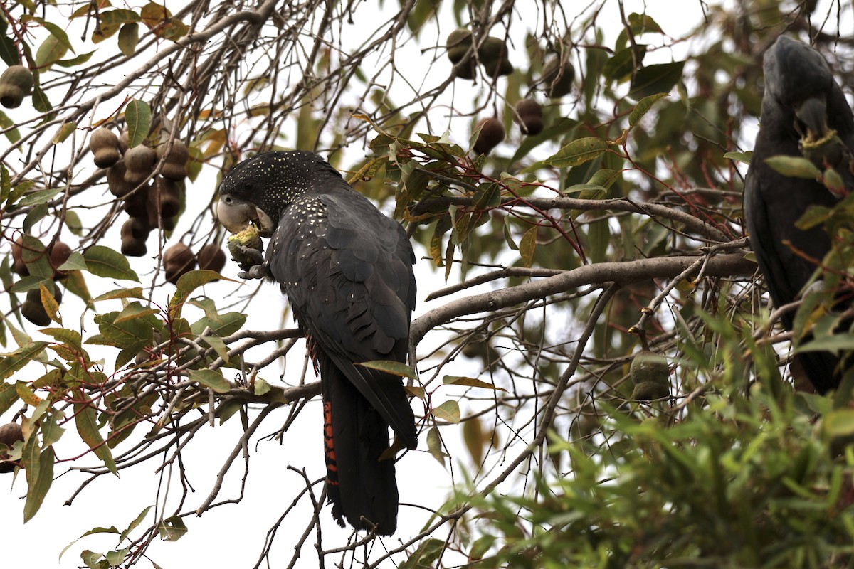 Red-tailed Black-Cockatoo - ML621567196