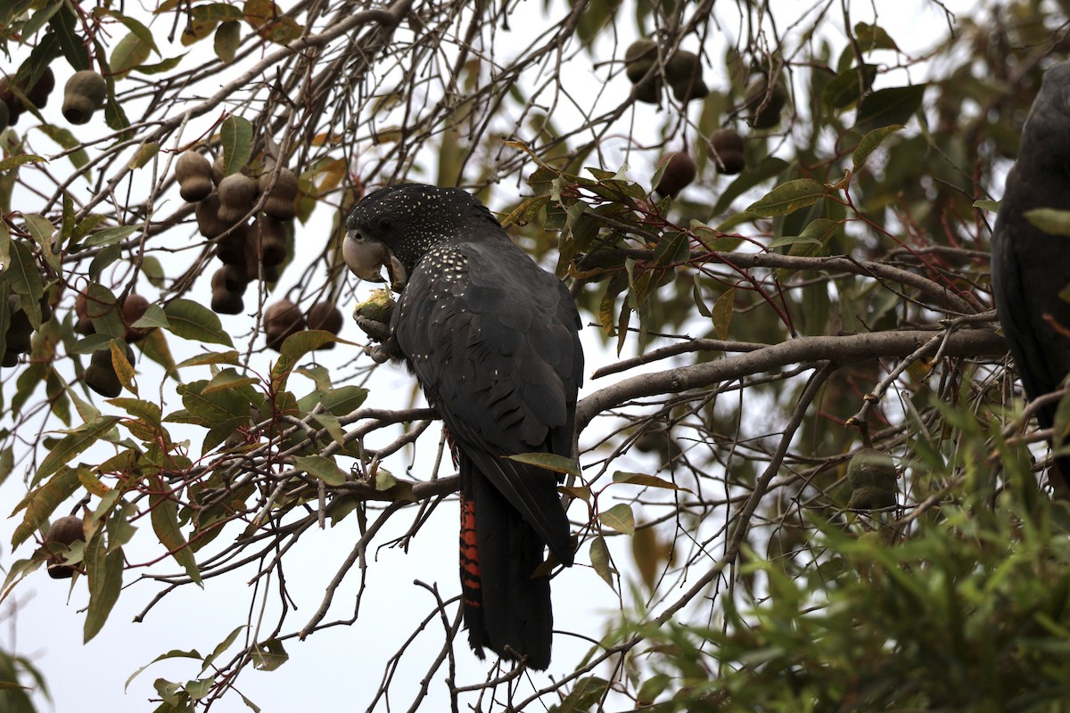 Red-tailed Black-Cockatoo - ML621567197