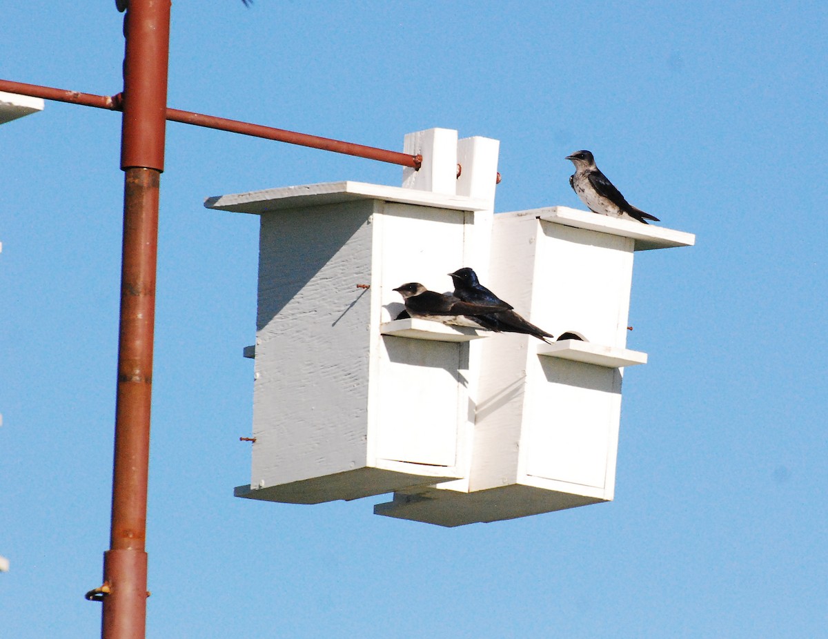 Purple Martin - ML621567257