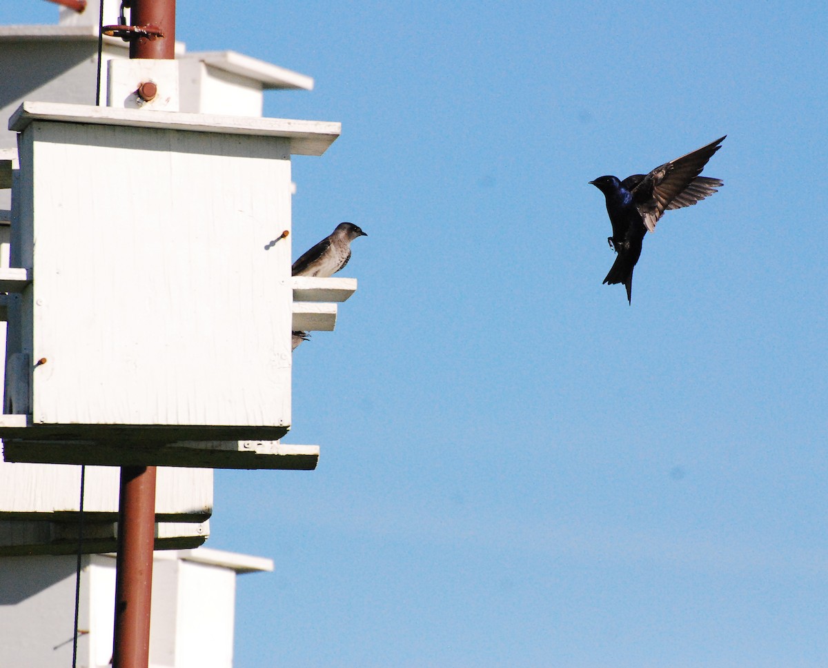 Purple Martin - ML621567258