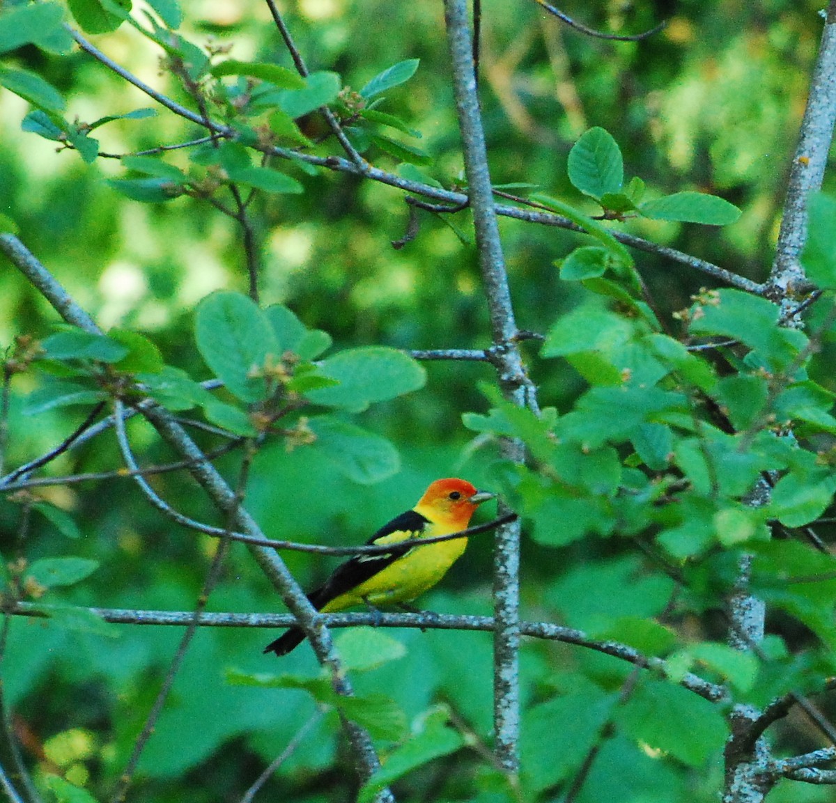 Western Tanager - ML621567271