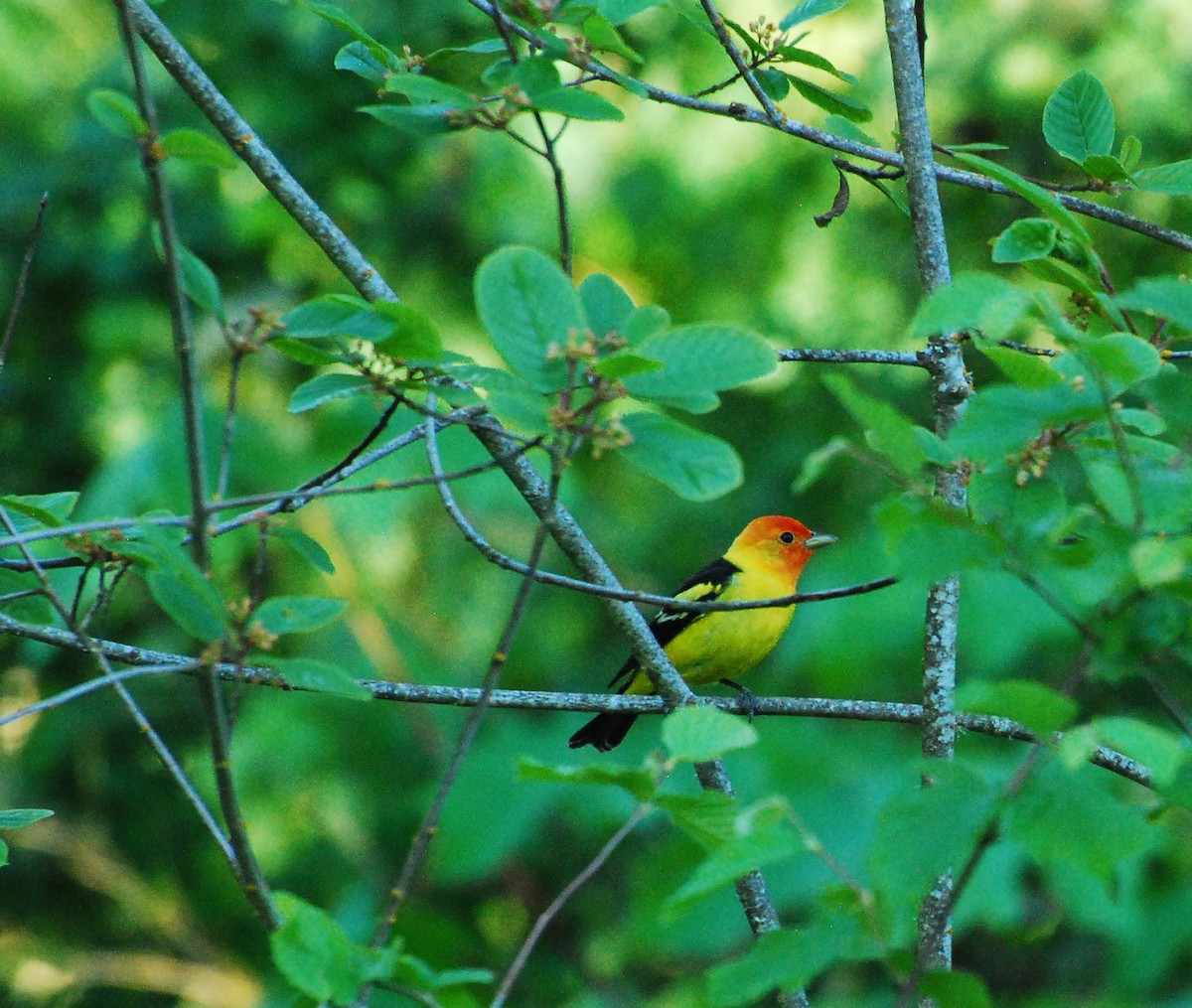 Western Tanager - ML621567272
