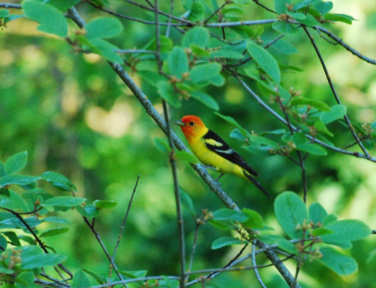 Western Tanager - ML621567273