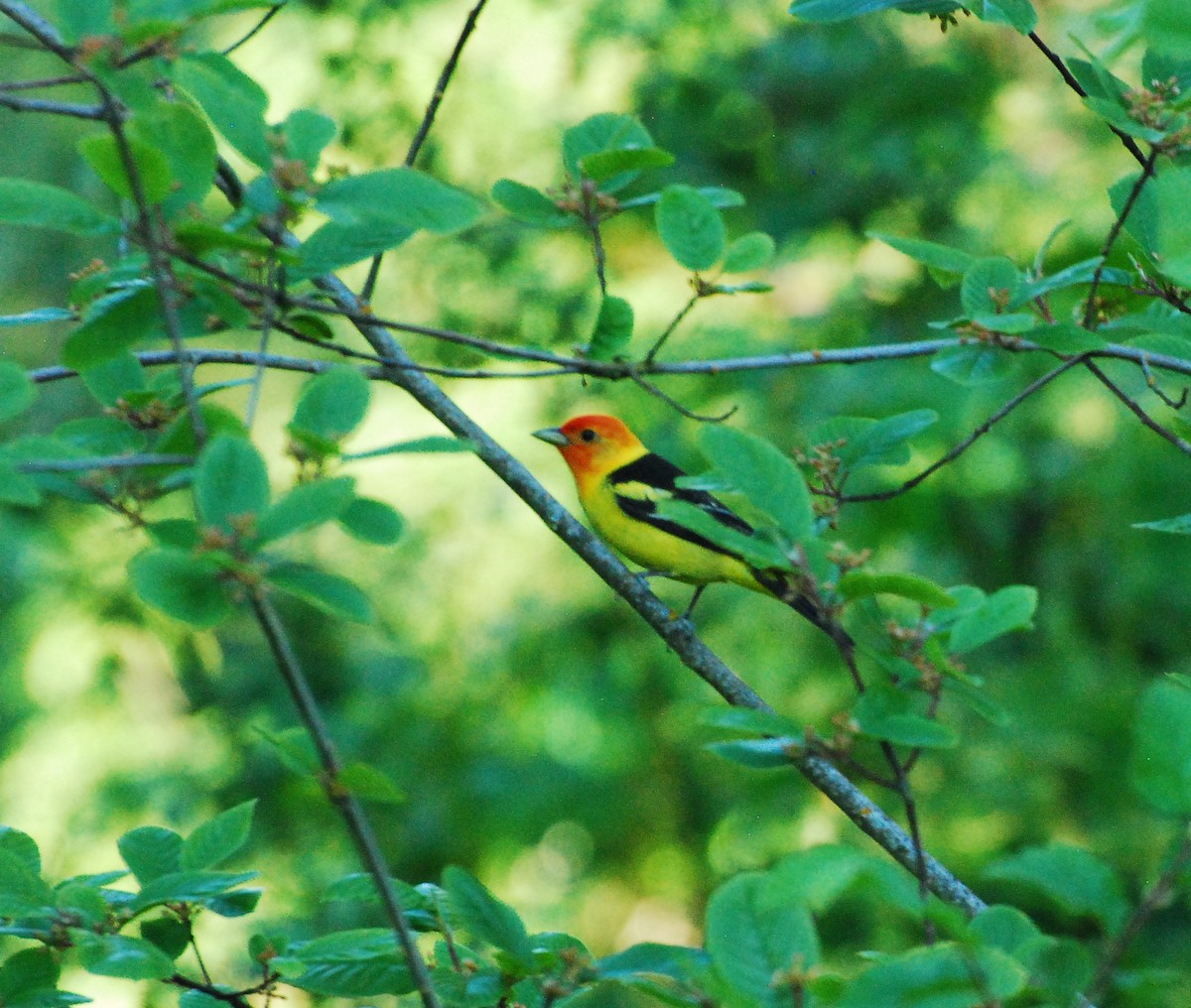 Western Tanager - ML621567274