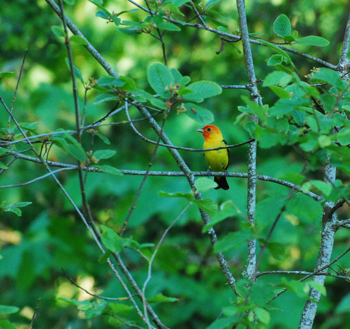 Western Tanager - ML621567275