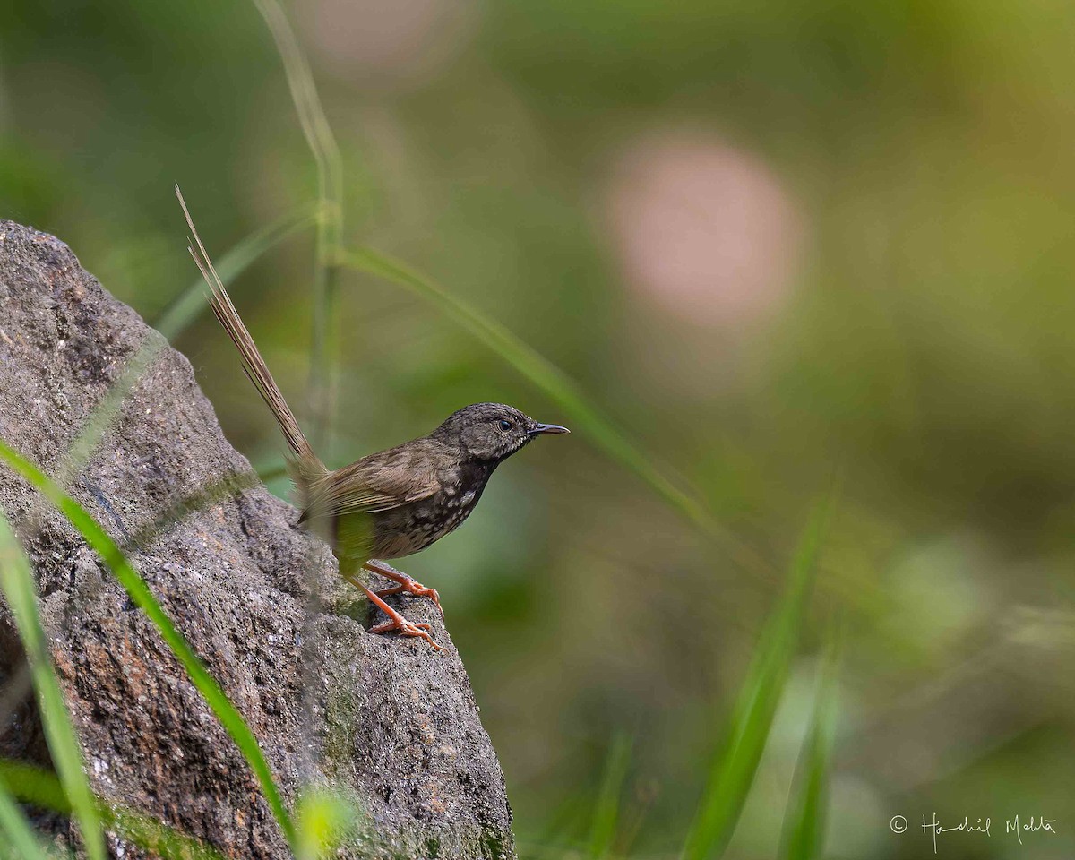 Black-throated Prinia - Harshil Mehta