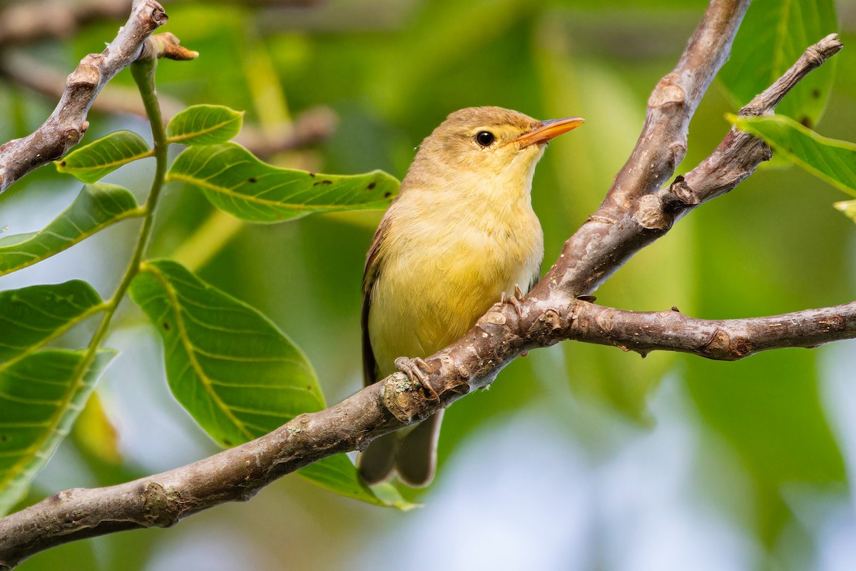 Icterine Warbler - Steve Juhasz