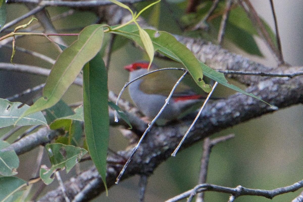 Red-browed Firetail - ML621567412