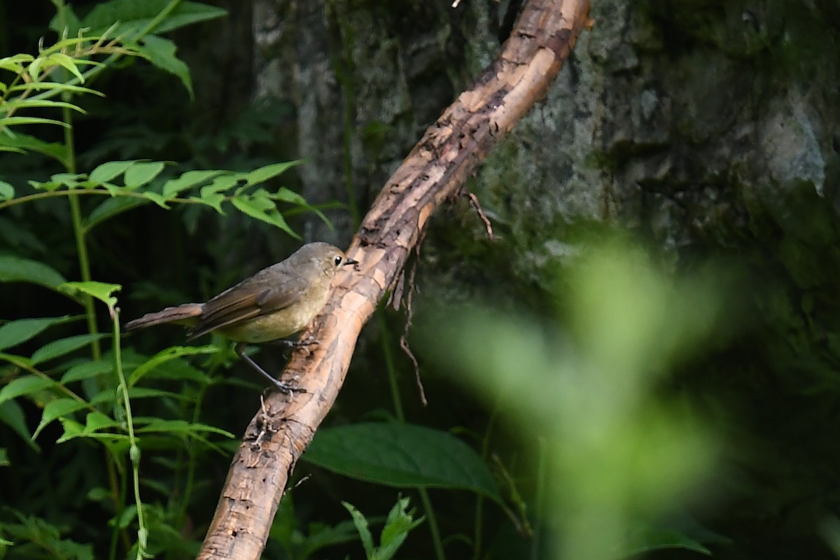 Indian Blue Robin - Joye Zhou