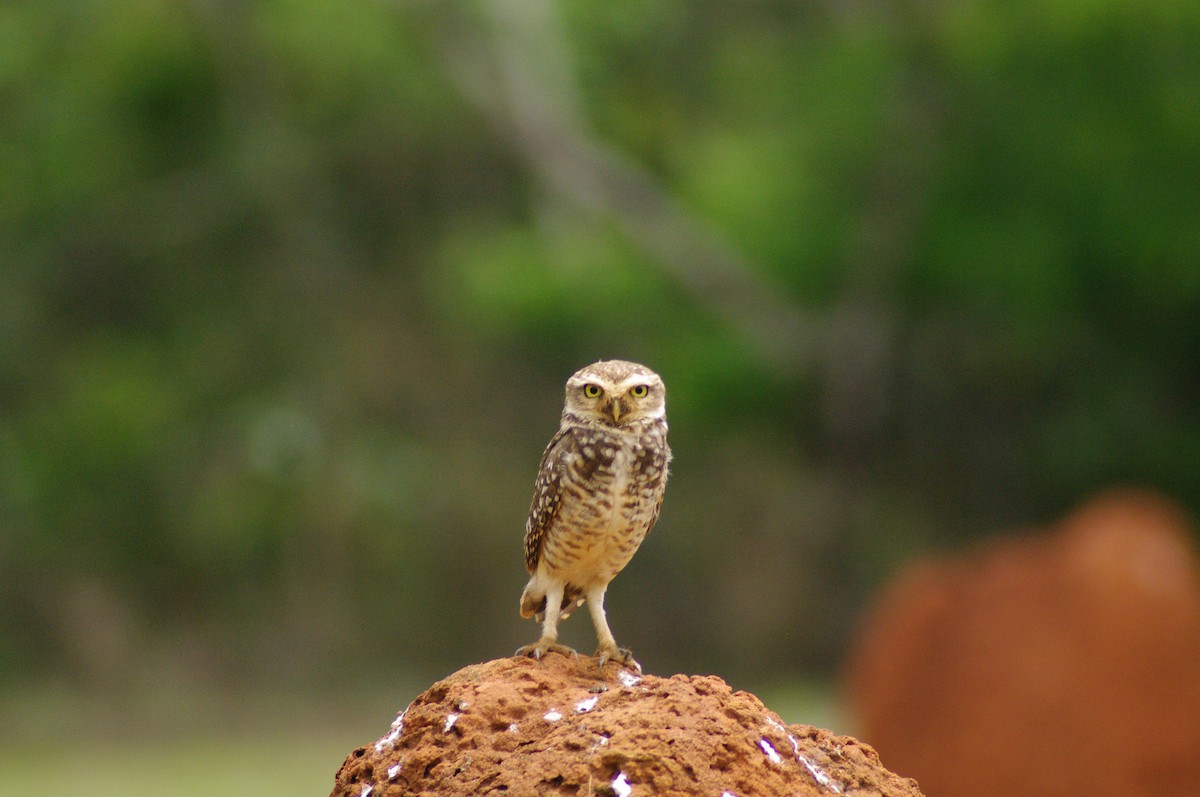 Burrowing Owl - ML621567578